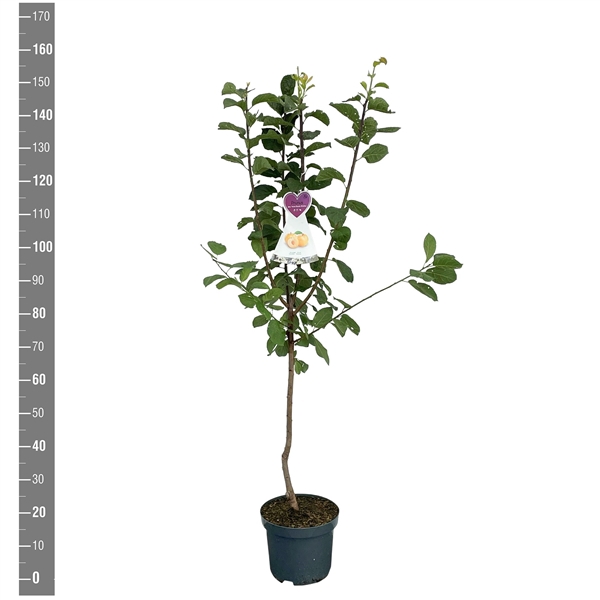 <h4>Prunus d. Reine cl. d'Oullins struik</h4>