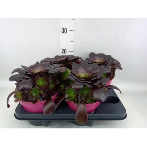 Aeonium arboreum 'Velours'