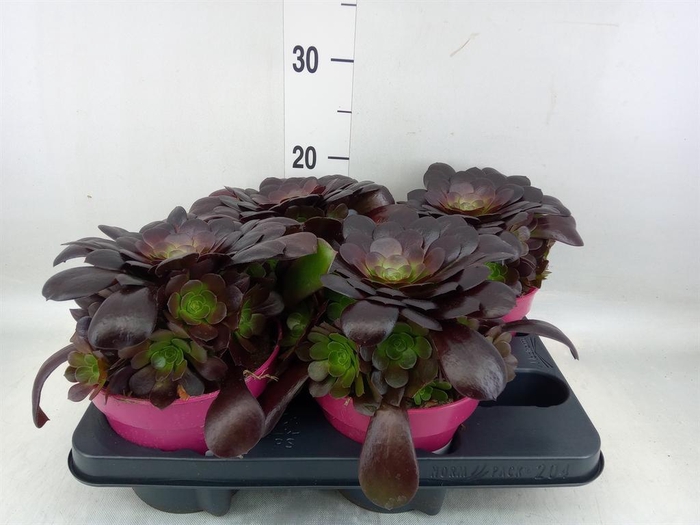 <h4>Aeonium arboreum 'Velours'</h4>