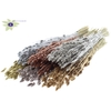 Phalaris per bunch mixed colours Metallic