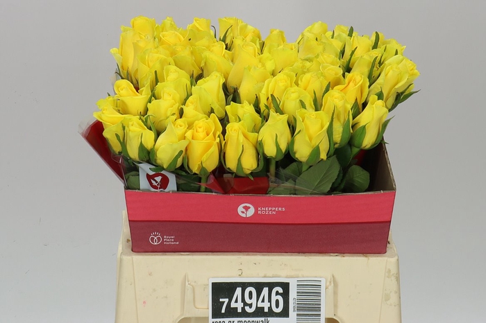 <h4>Rosa Gr Moonwalk</h4>