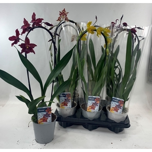 ORCHIDEEEN GEM