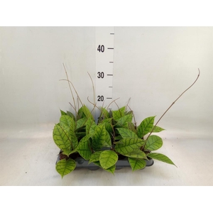 Hoya callistophylla 'KAL 16'