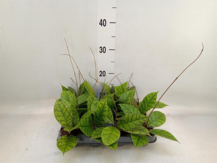 <h4>Hoya callistophylla 'KAL 16'</h4>