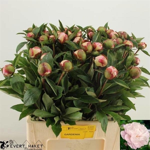 Paeo Gardenia Haket