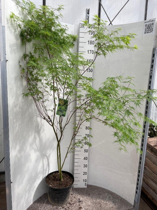 <h4>ACER PA SEIRYU</h4>