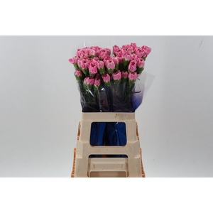 Di St Dollar hi 60cm