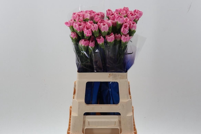 <h4>Di St Dollar hi 60cm</h4>