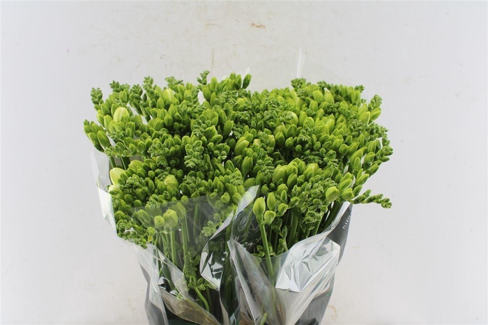 <h4>Fr Du Essence White</h4>