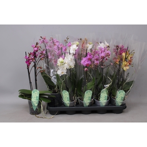 PHAL MF GEM 6 KL