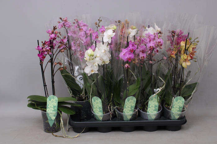 <h4>PHAL MF GEM 6 KL</h4>