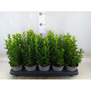 Euonymus japon. 'Green Spire'