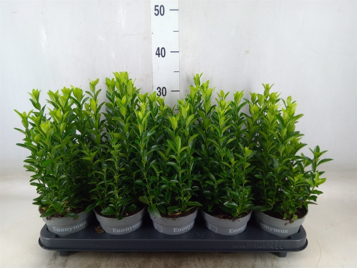 <h4>Euonymus japon. 'Green Spire'</h4>