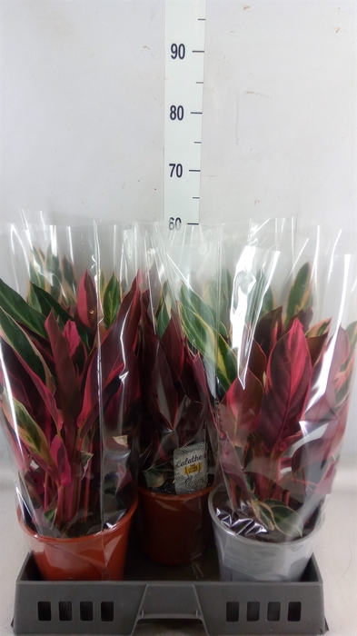 <h4>Stromanthe sanguin. 'Triostar'</h4>