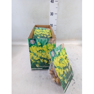 Flowerbulbs, corns or tubers   ...