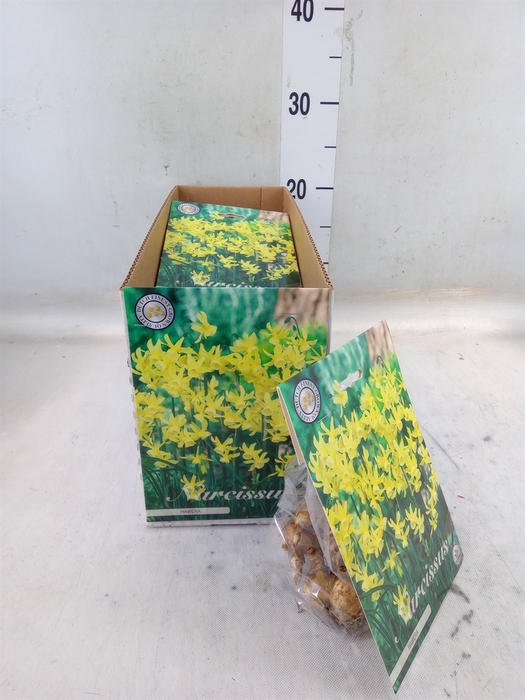 <h4>Flowerbulbs, corns or tubers   ...</h4>