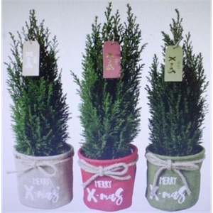25215 X-MAS MIX PICEA