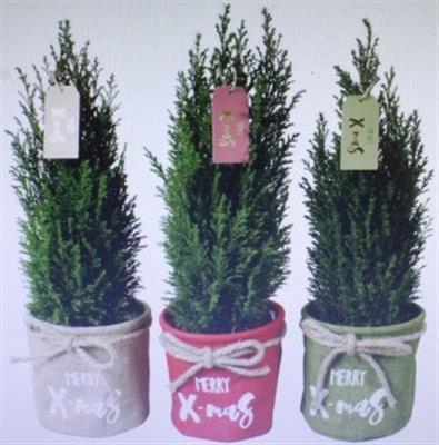 <h4>25215 X-MAS MIX PICEA</h4>