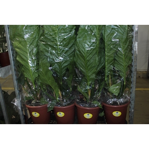 ANTHURIUM PLOWMANII P30