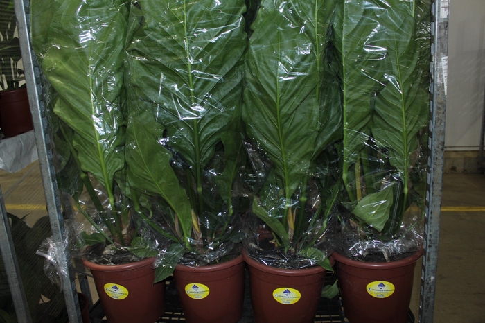 <h4>ANTHURIUM PLOWMANII P30</h4>