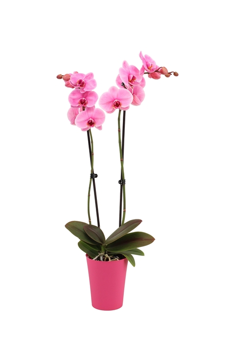 <h4>Linge Pink Phal I Am Pink 2T14+</h4>
