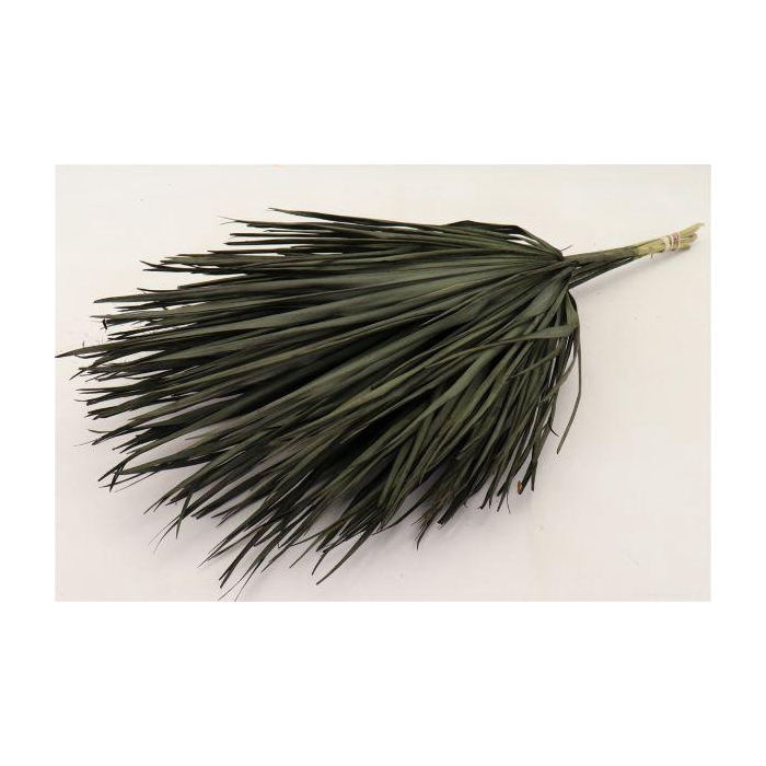 <h4>Bunch Chamaerops 10 Pcs Slv L70</h4>