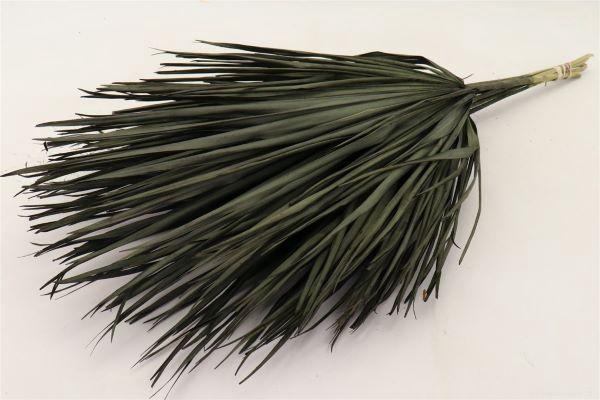 Bunch Chamaerops 10 Pcs Slv L70