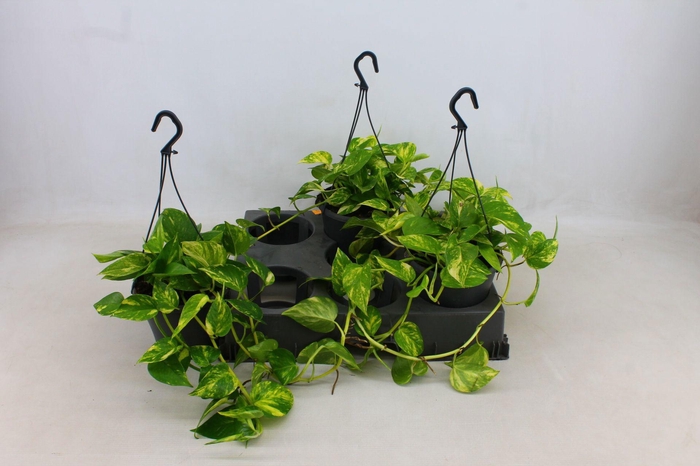 <h4>Epipremnum Hawaien 17cm HP</h4>