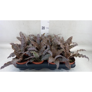 Cryptanthus zonatus