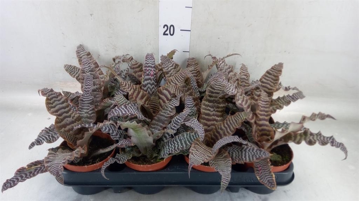 <h4>Cryptanthus zonatus</h4>