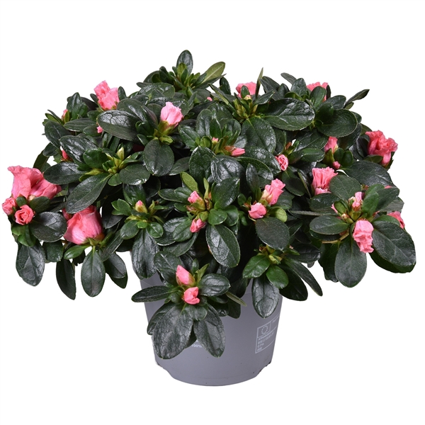 <h4>Azalea Vogel 'Luntera' zalm 14cm</h4>