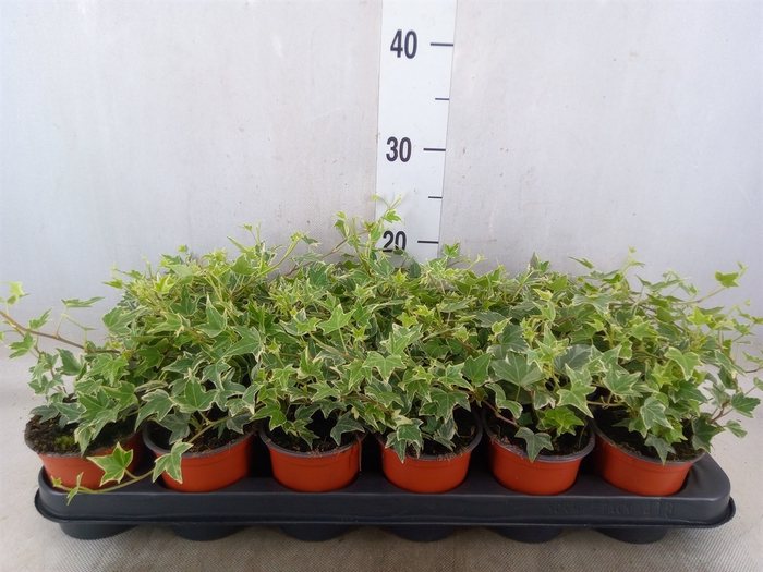 <h4>Hedera helix 'Esther'</h4>