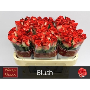 Rosa large blush