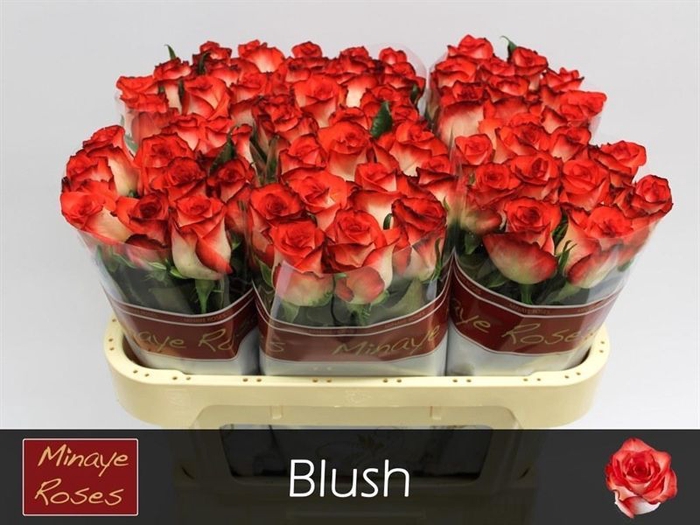 <h4>Rosa large blush</h4>