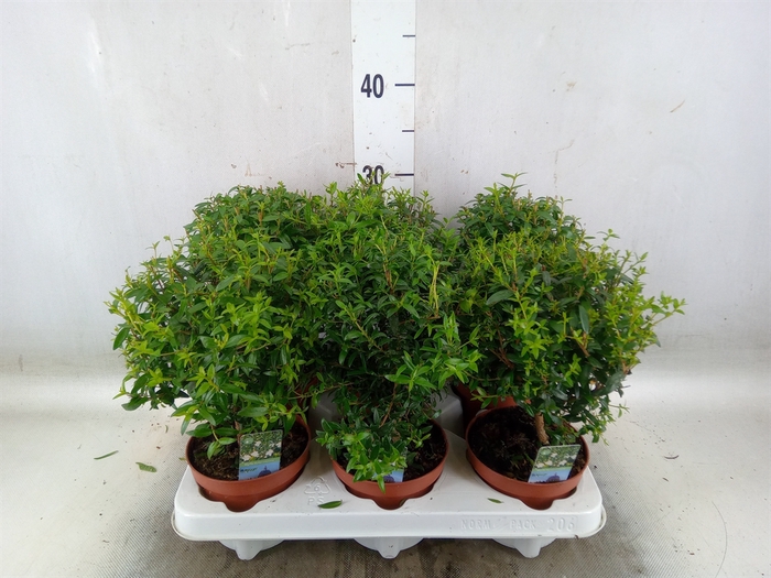 <h4>Myrtus communis</h4>