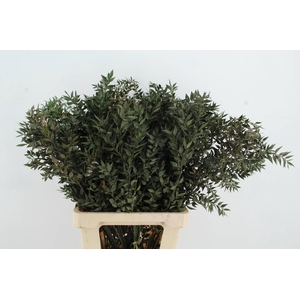 DF RUSCUS GREEN VERF