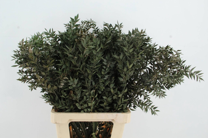 <h4>DF RUSCUS GREEN VERF</h4>