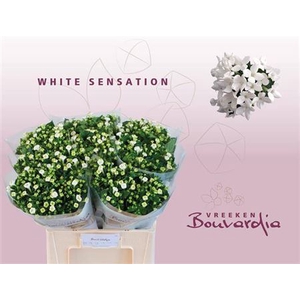 Bouv En Whi Sensation