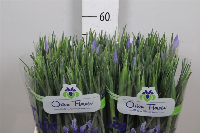 <h4>Iris Shanghai</h4>