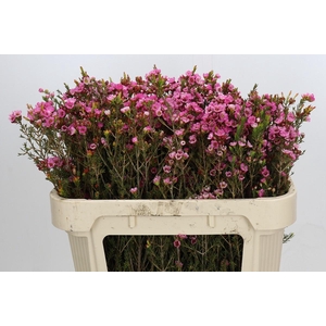 Chamelaucium Sarah's Delight