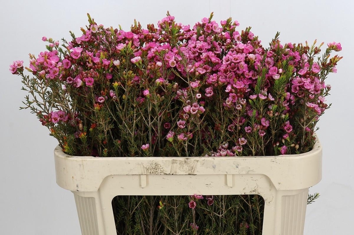 <h4>Chamelaucium Sarah's Delight</h4>