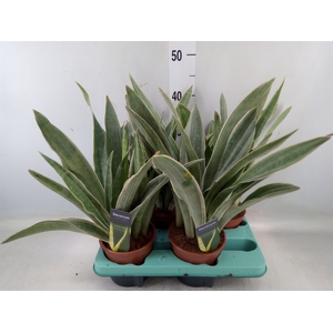 Sansevieria trifa.   ...