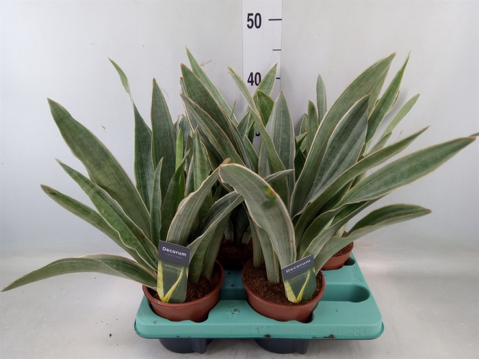 <h4>Sansevieria trifa.   ...</h4>