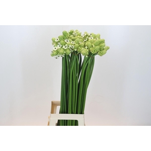 Ornithogalum Saundersiae