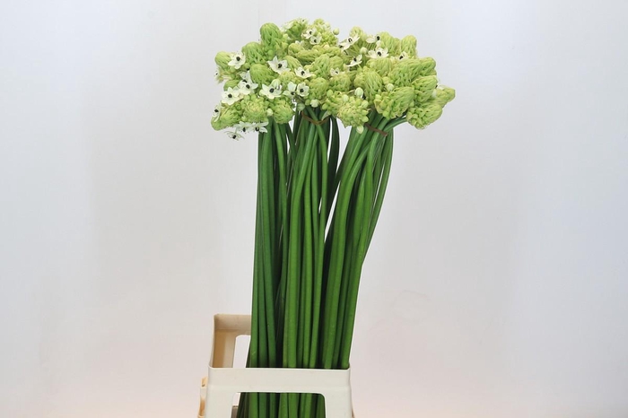 <h4>Ornithogalum Saundersiae</h4>