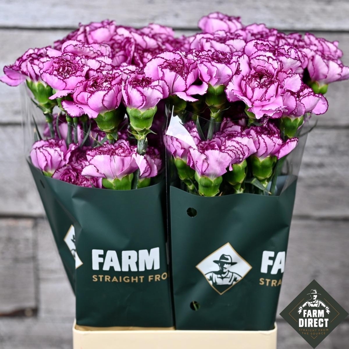 <h4>DI ST AMICO LAVENDER</h4>