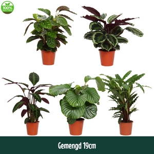 Calathea 19cm gemengd - Living