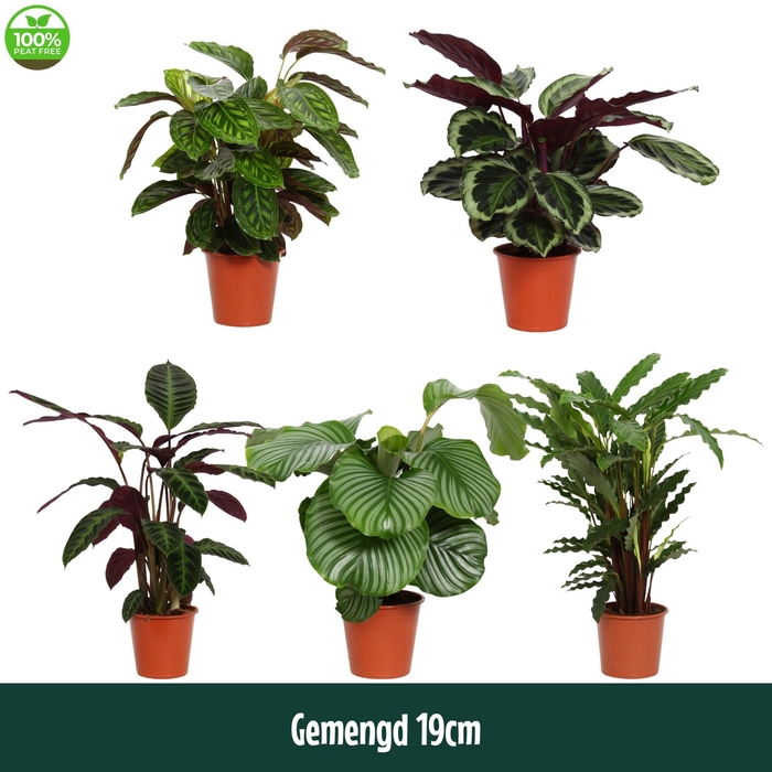 <h4>Calathea 19cm gemengd - Living</h4>