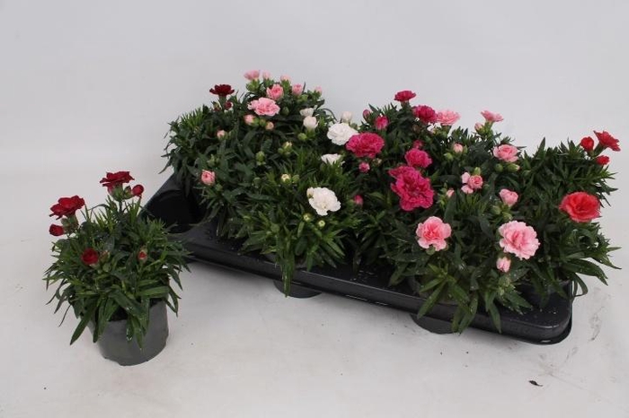 <h4>DIAN OSC GEM</h4>