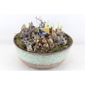 arr4 Bollenmix MB - Luxe schaal L 338/2